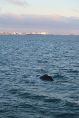 Fototapeta premium Witnessing Humpback Whales Breaching Against a Sunrise During a Boat Trip in Iceland