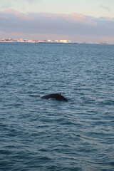 Fototapeta premium Witnessing Humpback Whales Breaching Against a Sunrise During a Boat Trip in Iceland
