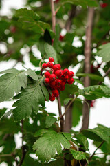 Obraz premium dusk embrace, a cluster of vibrant red rowan berries clings to a silhouetted branch, embodying nature's resilience and beauty in twilight tender glow.