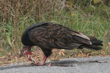 Turkey Vulture eating road killed snake