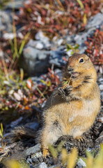 Arctic Ground Squirrel in Denali National Park Alaska in Autumn