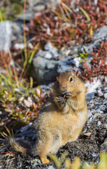Arctic Ground Squirrel in Denali National Park Alaska in Autumn