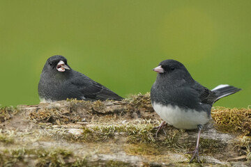 Dark Eyed Juncos in fall sunshine