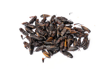 Food for pet. Dried Cricket Treats High protein and calcium supplements for pets suitable as a snack for sugar glider, squirrel, chipmunk, fish and reptiles etc isolated on white background.