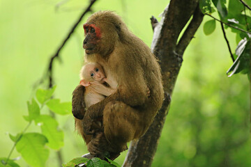 Families of Stump-tailed Macaque (Macaca arctoides) at Khao Krapuk-Khao Tao Mo Wildlife Non Hunting Area Phetchaburi, Thailand 