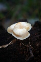 A close-up of two pale, delicate mushrooms growing out of dark, damp soil. The mushrooms have a smooth, slightly curved cap and a thin, white stem. The background is blurry.