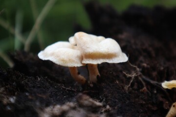 A close-up of two pale, delicate mushrooms growing out of dark, damp soil. The mushrooms have a smooth, slightly curved cap and a thin, white stem. The background is blurry.
