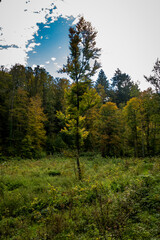 Wiederaufforstung im Mischwald im Herbst