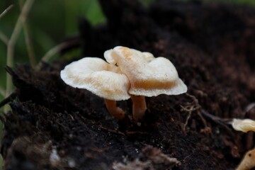 A close-up of two pale, delicate mushrooms growing out of dark, damp soil. The mushrooms have a smooth, slightly curved cap and a thin, white stem. The background is blurry.