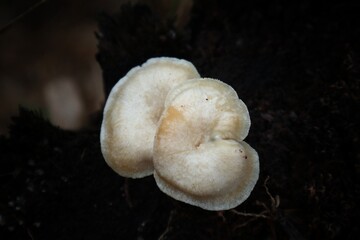 A close-up of two pale, delicate mushrooms growing out of dark, damp soil. The mushrooms have a smooth, slightly curved cap and a thin, white stem. The background is blurry.