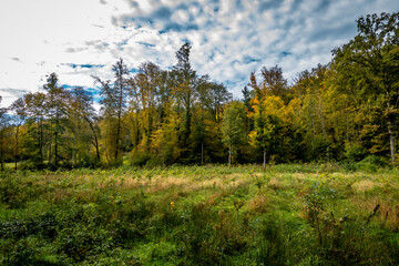 Naklejka premium Wiederaufforstung im Mischwald im Herbst