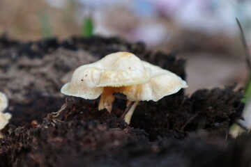 A close-up of two pale, delicate mushrooms growing out of dark, damp soil. The mushrooms have a smooth, slightly curved cap and a thin, white stem. The background is blurry.