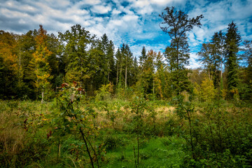 Wiederaufforstung im Mischwald im Herbst