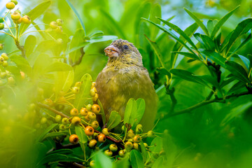 木にとまるカワラヒワ