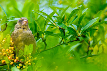 木にとまるカワラヒワ