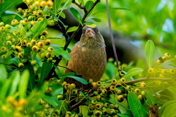 木にとまるカワラヒワ