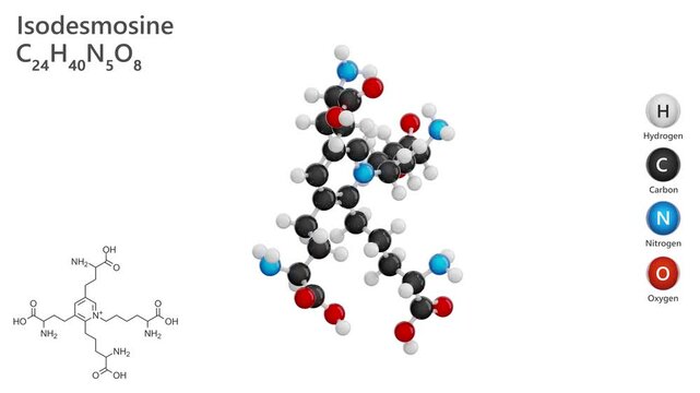 Isodesmosine is a unique tetrafunctional amino acid found in elastin, a key protein that provides elasticity to connective tissues. Molecular formula: C24H40N5O8. White background. 3D render