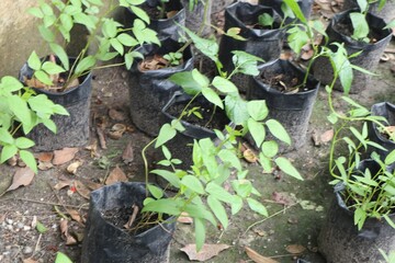 A photo of a small garden with various types of plants growing in black plastic bags. The plants are in different stages of growth and are arranged in rows.
