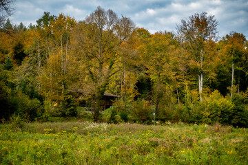 Wiederaufforstung im Mischwald im Herbst