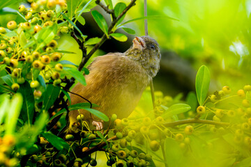 木にとまるカワラヒワ