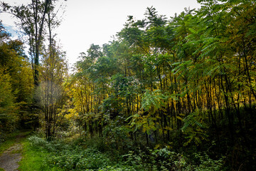 Weg durch den herbstlichen Wald