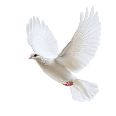 Fototapeta premium White dove soaring gracefully in a bright, serene sky