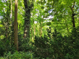 forest in the morning