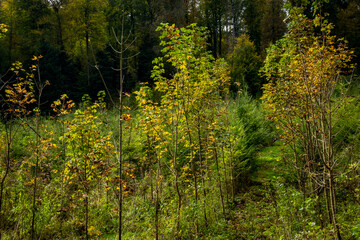 Wiederaufforstung im Mischwald im Herbst