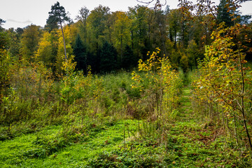 Wiederaufforstung im Mischwald im Herbst