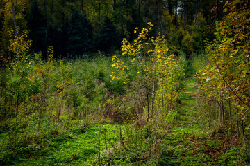 Wiederaufforstung im Mischwald im Herbst