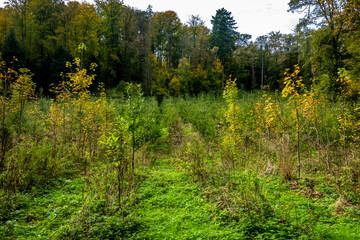 Wiederaufforstung im Mischwald im Herbst