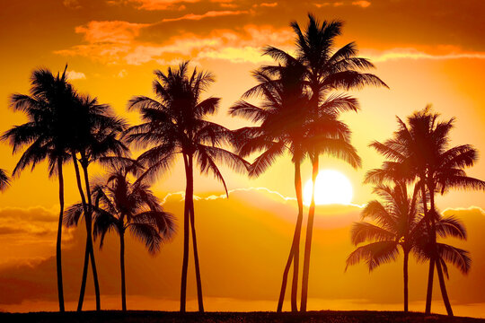 Tropical Palm Trees Silhouette Sunset or Sunrise Relaxation and Vacation