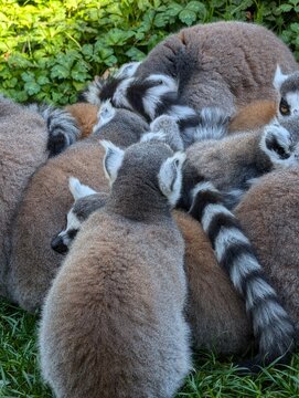 l&eacute;murien, l&eacute;mur ou Maki catta