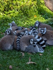 lémurien, lémur ou Maki catta
