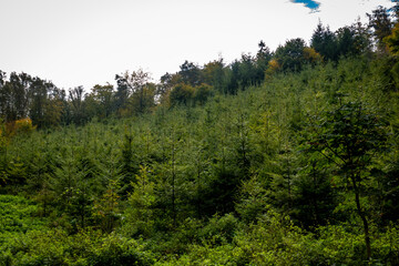 Wiederaufforstung im Mischwald