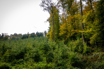Wiederaufforstung im Mischwald