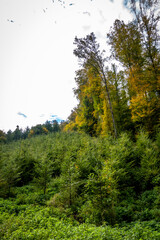 Wiederaufforstung im Mischwald