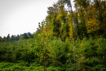 Wiederaufforstung im Mischwald