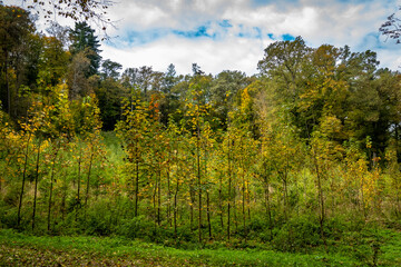 Wiederaufforstung im Mischwald im Herbst