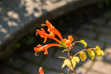 Cape honeysuckle or Tecomaria Capensis plant in Zurich in Switzerland