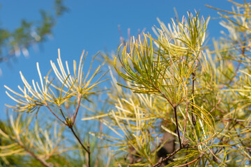 Hairpin banksia or Banksia Spinulosa plant in Zurich in Switzerland