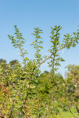 Sweet thorn or Vachellia Karroo plant in Zurich in Switzerland