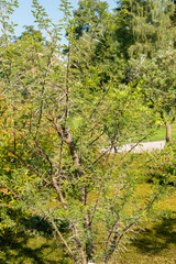 Sweet thorn or Vachellia Karroo plant in Zurich in Switzerland