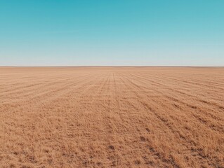 Expansive golden fields under clear blue sky reflecting nature's tranquil beauty and vastness in rural landscapes