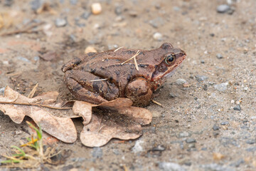 Naklejka premium Common toad, close up in the uk