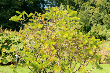 One sided bottlebrush or Calothamnus Quadrifidus plant in Zurich in Switzerland