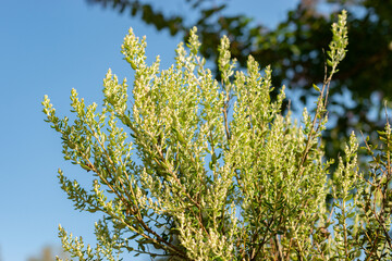 Phylica Paniculata plant in Zurich in Switzerland