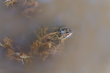 Common toad, close up in a pond in the uk