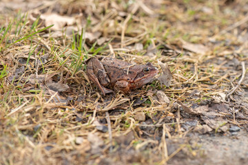 Common toad, close up in the uk
