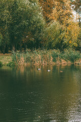 Fototapeta premium A group of ducks swimming peacefully on a still autumn pond, surrounded by golden trees reflecting in the calm water under soft sunlight. 